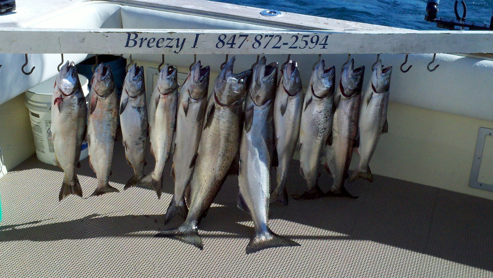 chinook salmon fishing charter illinois