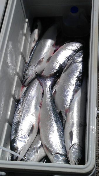 Lake Michigan Coho salmon fishing charter boat