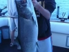 salmon charter fishing illinois