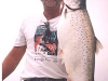 lake michigan brown trout