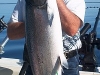 trophy lake michigan king salmon